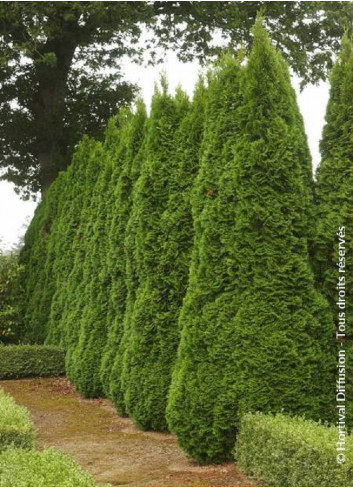 THUJA occidentalis SMARAGD