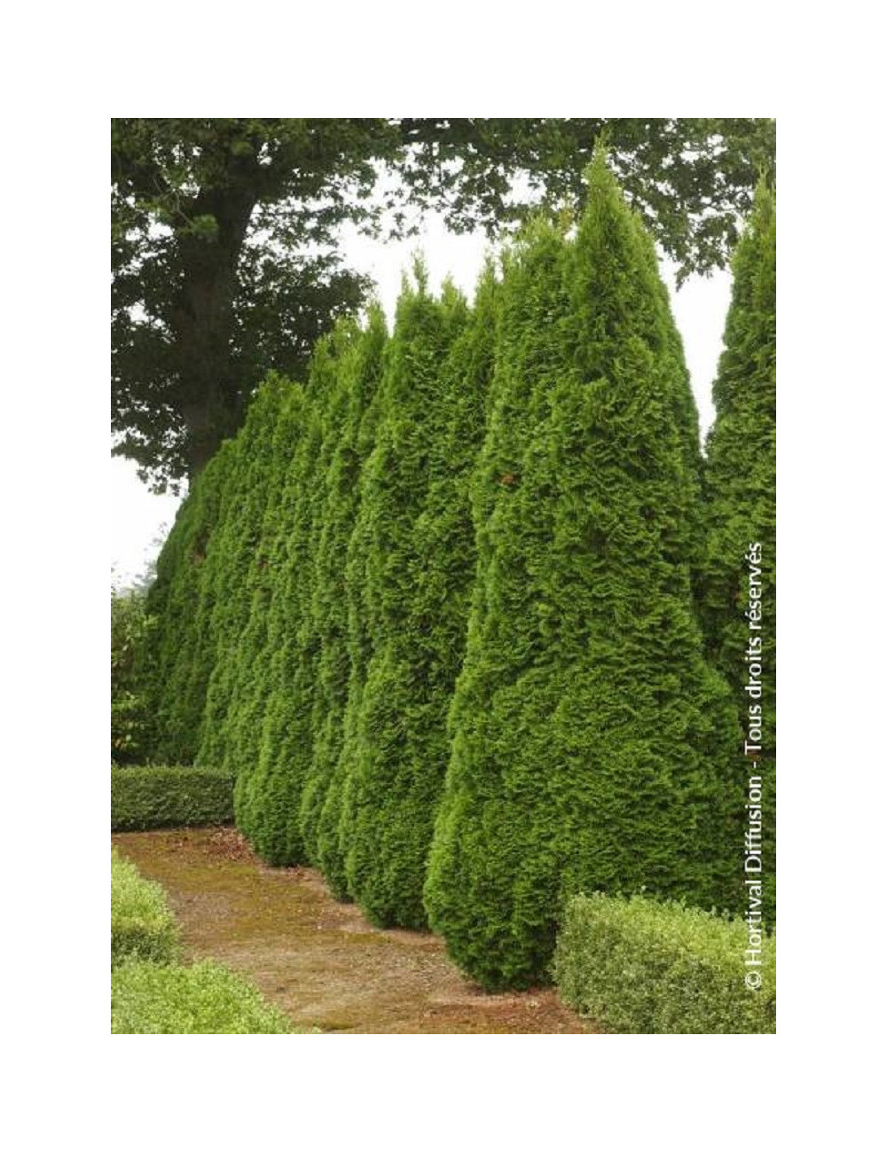 THUJA occidentalis SMARAGD