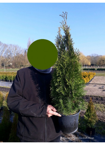 THUJA occidentalis SMARAGD En pot de 4-5 litres