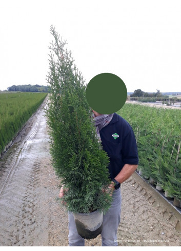 THUJA occidentalis SMARAGD En pot de 7-10-12 litres