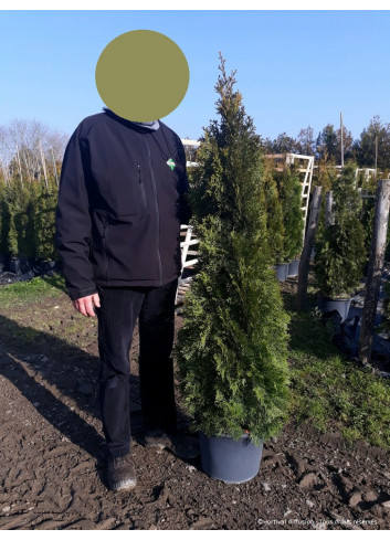 THUJA occidentalis SMARAGD En pot de 15-20 litres