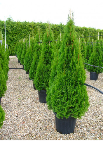 THUJA occidentalis SMARAGD En pot de 25-30 litres