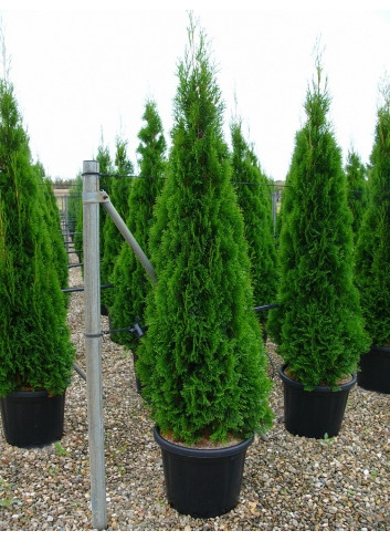 THUJA occidentalis SMARAGD En pot de 35-50 litres