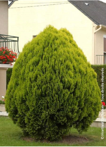 THUJA orientalis AUREA NANA