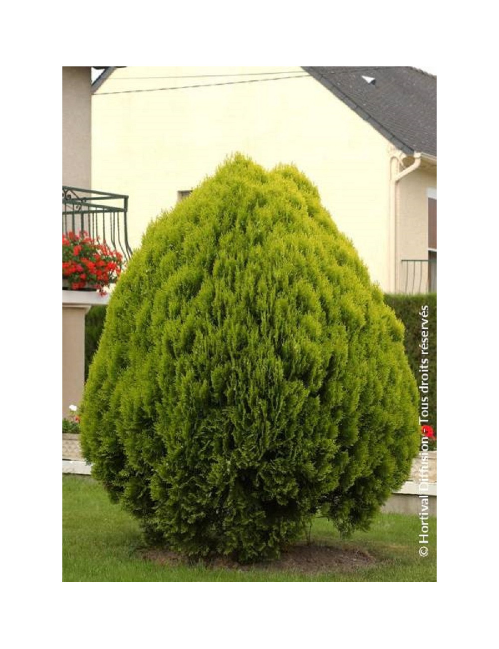 THUJA orientalis AUREA NANA