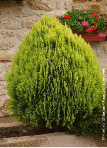 THUJA orientalis AUREA NANA