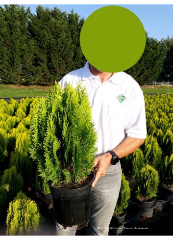 THUJA orientalis AUREA NANA En pot de 10-12 litres