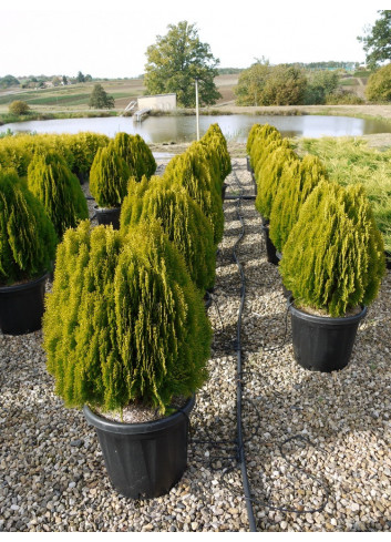 THUJA orientalis AUREA NANA En pot de 25-30 litres