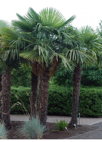 TRACHYCARPUS fortunei