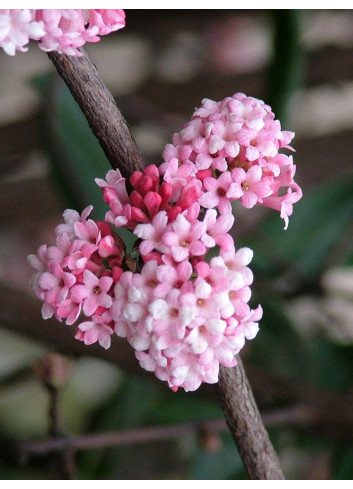 VIBURNUM BODNANTENSE DAWN