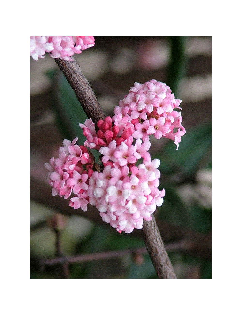 VIBURNUM BODNANTENSE DAWN