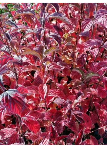 VIBURNUM BODNANTENSE DAWN