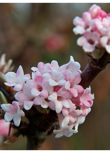 VIBURNUM BODNANTENSE DAWN