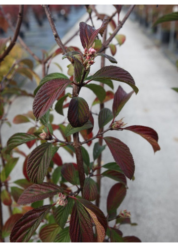 VIBURNUM BODNANTENSE DAWN