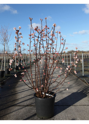 VIBURNUM BODNANTENSE DAWN En pot de 25-30 litres