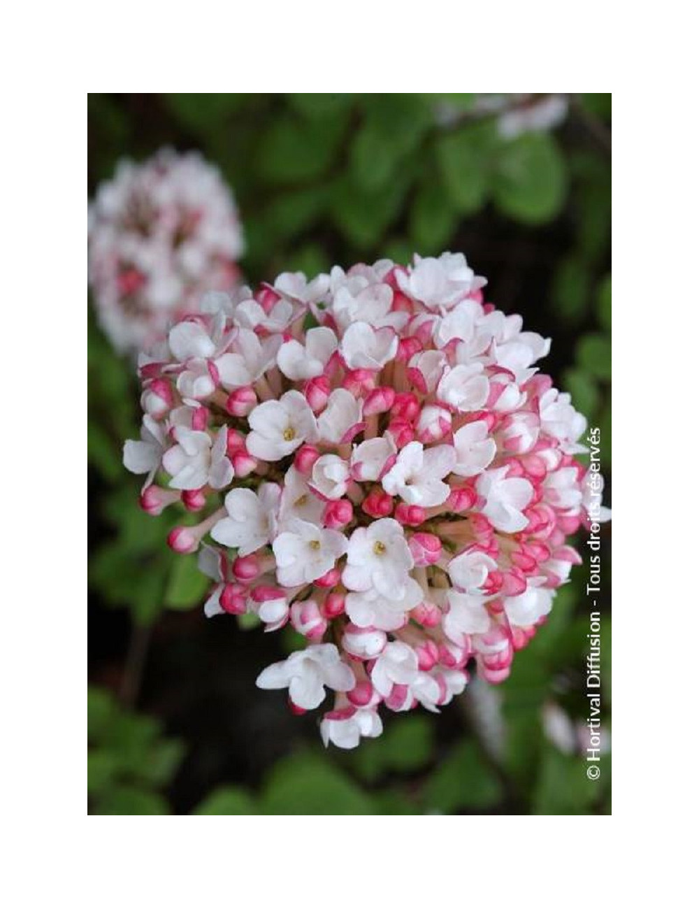 VIBURNUM carlesii AURORA