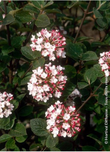 VIBURNUM carlesii AURORA