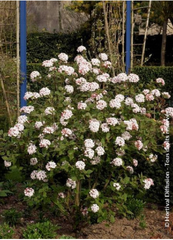 VIBURNUM carlesii AURORA