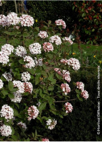 VIBURNUM carlesii AURORA