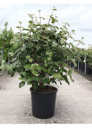 VIBURNUM carlesii AURORA En pot de 25-30 litres