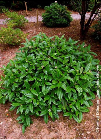 VIBURNUM davidii