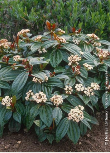 VIBURNUM davidii