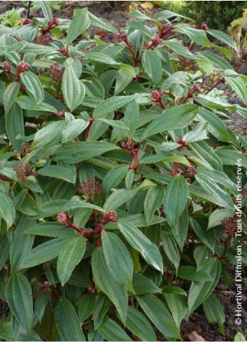 VIBURNUM davidii