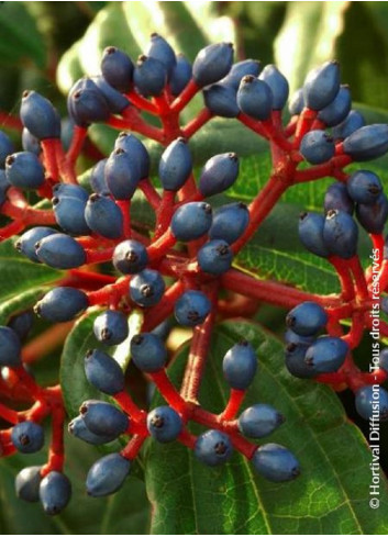 VIBURNUM davidii