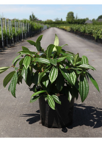 VIBURNUM davidii En pot de 10-12 litres