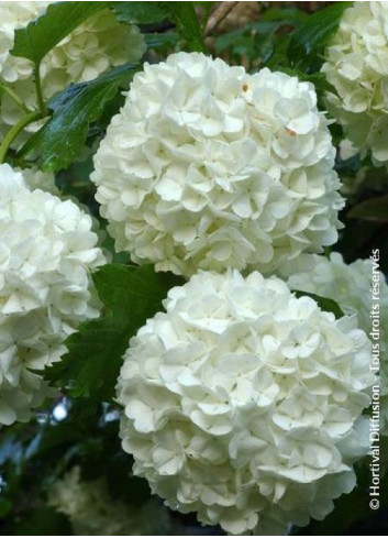 VIBURNUM opulus ROSEUM