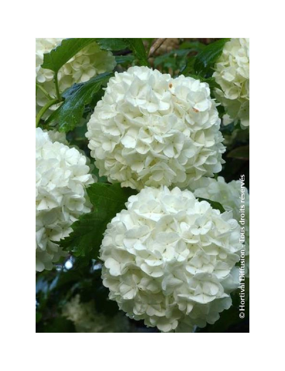 VIBURNUM opulus ROSEUM