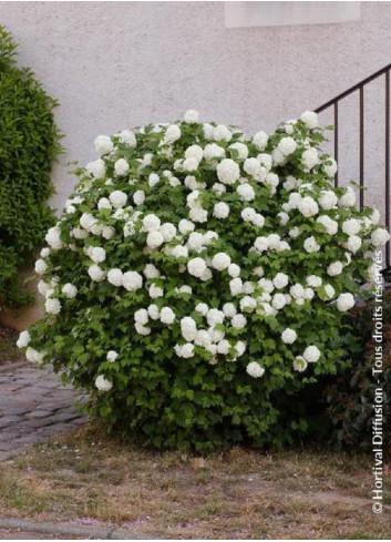 VIBURNUM opulus ROSEUM