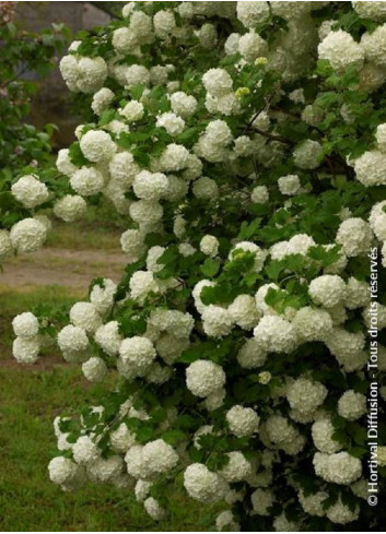 VIBURNUM opulus ROSEUM