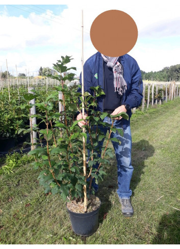 VIBURNUM opulus ROSEUM En pot de 7-10 litres