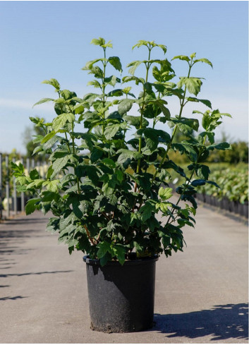 VIBURNUM opulus ROSEUM En pot de 15-20 litres