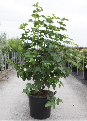 VIBURNUM opulus ROSEUM En pot de 35-50 litres