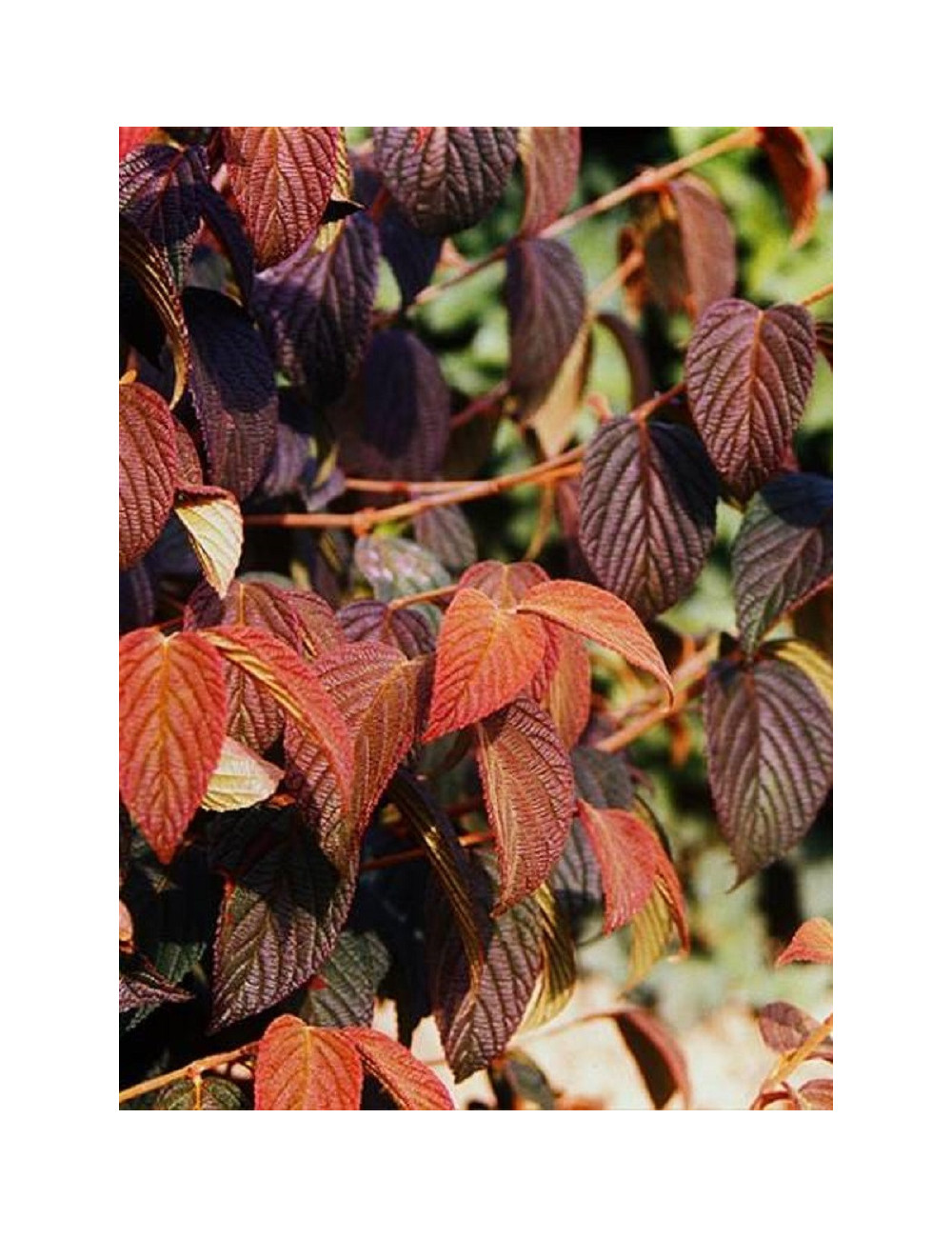 VIBURNUM plicatum MARIESII