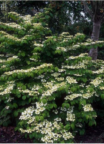 VIBURNUM plicatum MARIESII