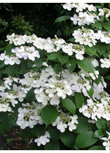 VIBURNUM plicatum MARIESII