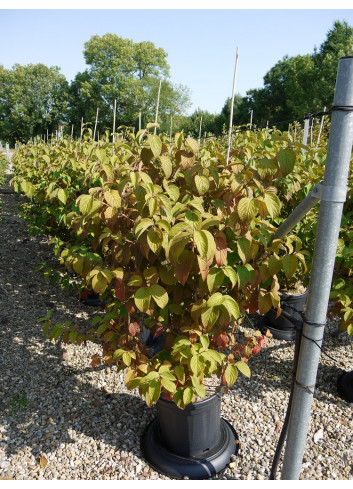 VIBURNUM plicatum MARIESII En pot de 15-20 litres