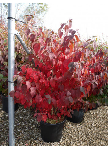 VIBURNUM plicatum MARIESII En pot de 15-20 litres