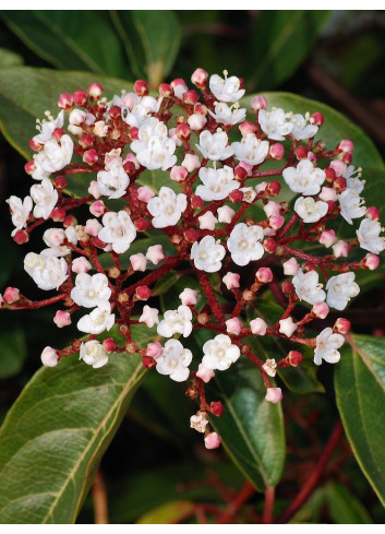 VIBURNUM tinus