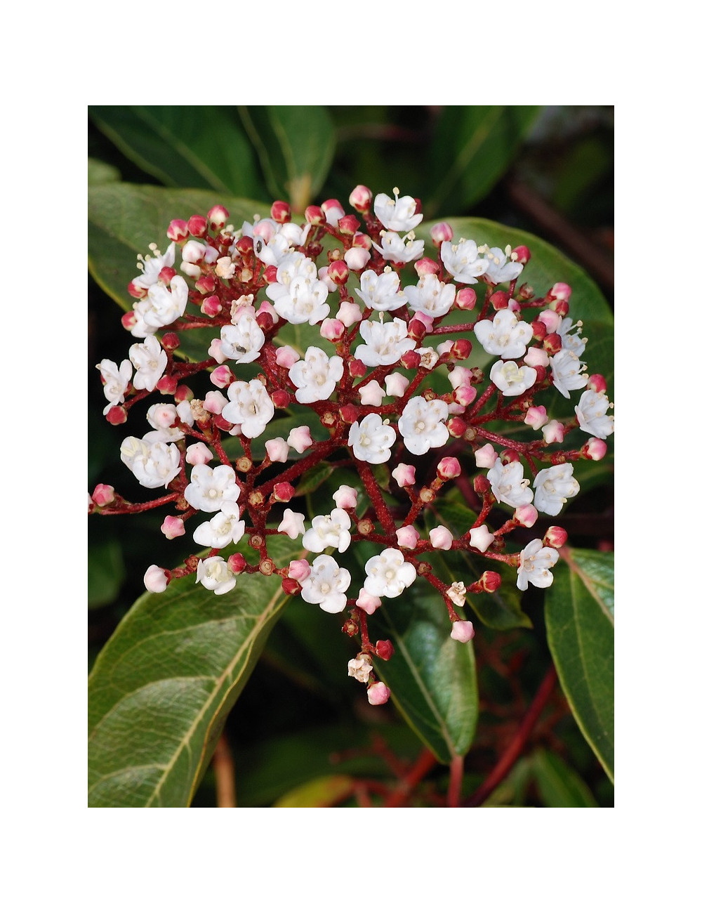 VIBURNUM tinus