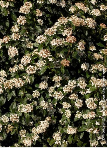 VIBURNUM tinus