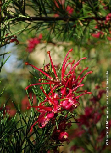 GREVILLEA juniperina