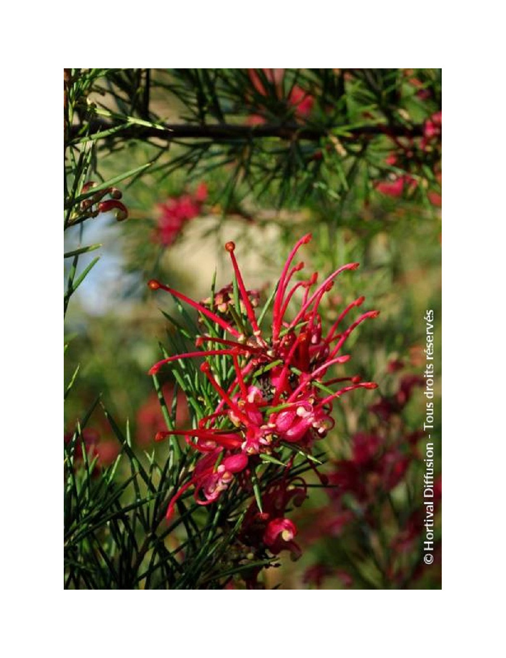 GREVILLEA juniperina