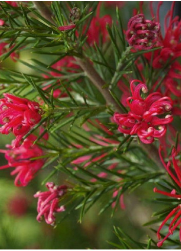 GREVILLEA juniperina