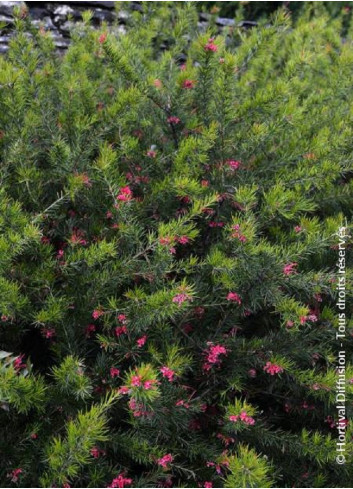 GREVILLEA juniperina