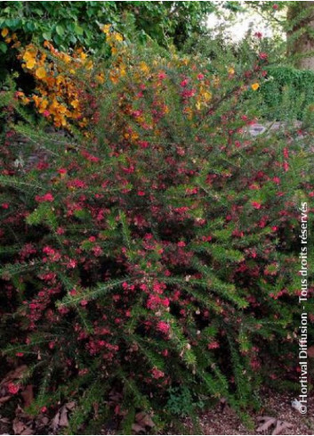 GREVILLEA juniperina