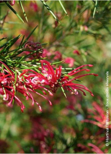 GREVILLEA juniperina